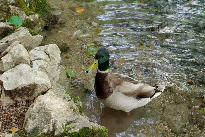 full-day-private-plitvice-lakes-national-park-tour-from-split