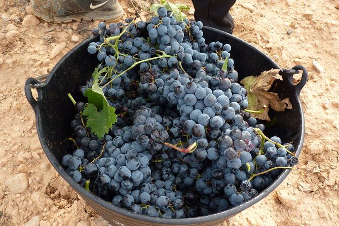 full-day-private-requena-wineries-premium-tastings