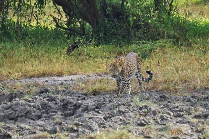 Full Day Private Safari at Yala National Park by La Safari Inn Tours - FAQ