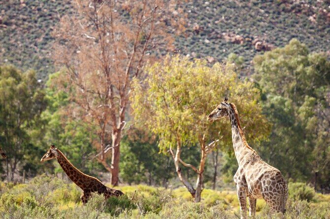 Full-Day Private Safari Tour to Aquila Game Reserve - An In-Depth Look at the Full-Day Private Safari to Aquila