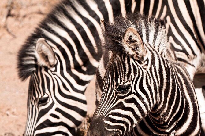 Full-Day Private Safari Tour to Aquila Game Reserve - FAQs About the Aquila Safari Tour