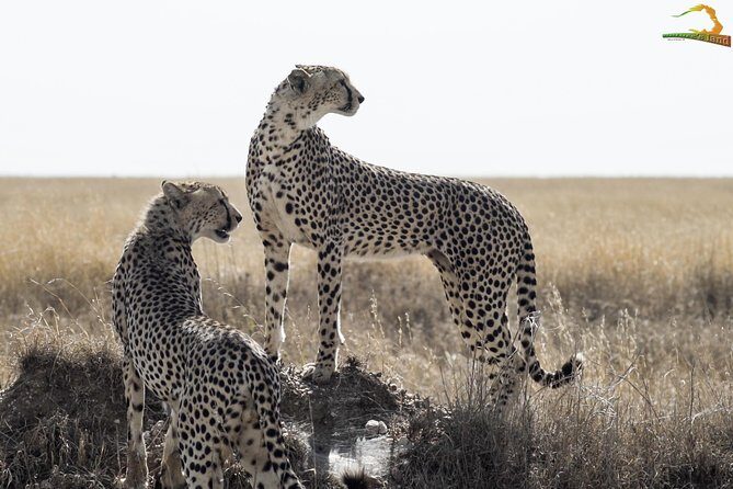 Full-Day Private Serengeti Safari from Mwanza - What Travelers Say