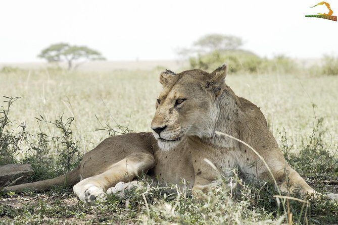 Full-Day Private Serengeti Safari from Mwanza - Final Thoughts