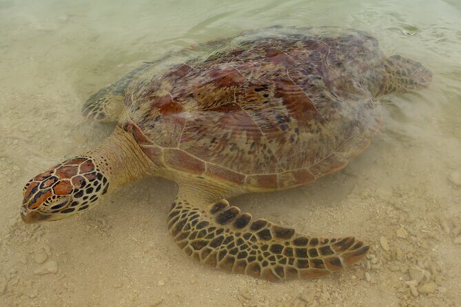 Full Day Private Shore Tour: Taste of the Tropics in Port Vila - Who Is This Tour Best For?