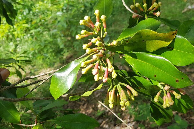 Full Day Private Spice Farm Stone Town and Prison Island - Final Thoughts