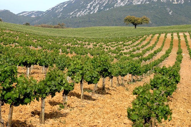 full-day-private-tour-arrabida-beaches-and-azeitao-wine-region