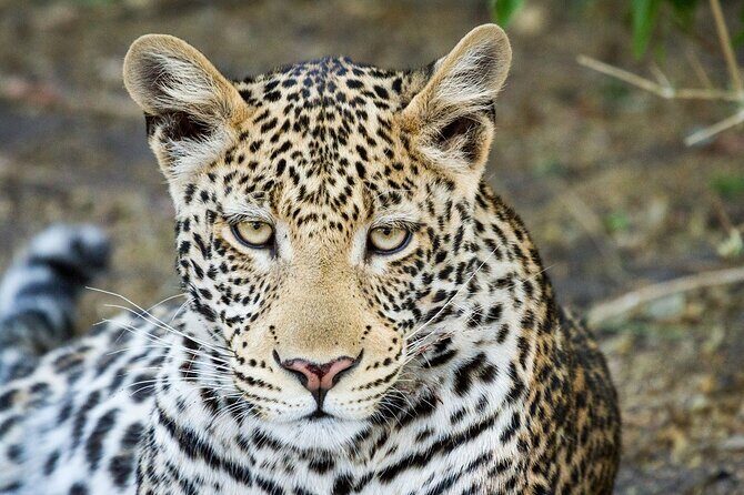 Full Day Private Tour in Chobe - What Does the Itinerary Look Like?