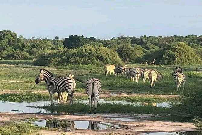 Full Day Private Tour in Chobe - What Do the Reviews Say?