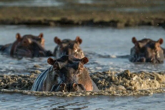 Full Day Private Tour in Chobe - Considerations and Who It’s Best For
