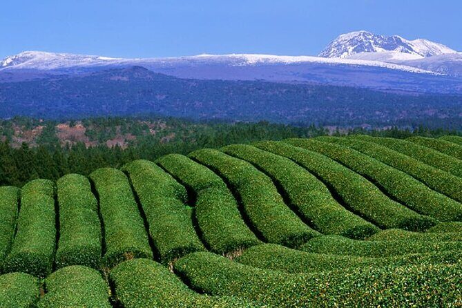 Full Day Private Tour in Jeju Scenic Central Coast - Exploring Jeju’s Central Coast: What You Can Expect