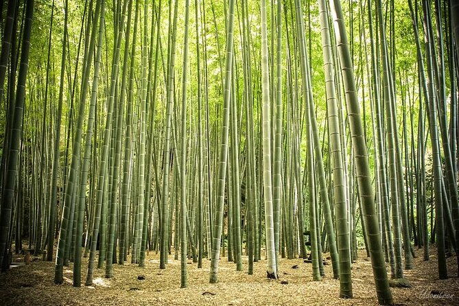 full-day-private-tour-in-kamakura-english-speaking-driver