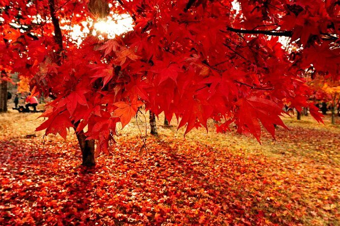 Full Day Private Tour in Nami Island - Pricing and Value