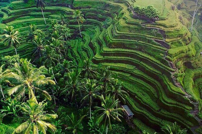 Full day Private Tour in Ubud with Classic Car - The Sum Up