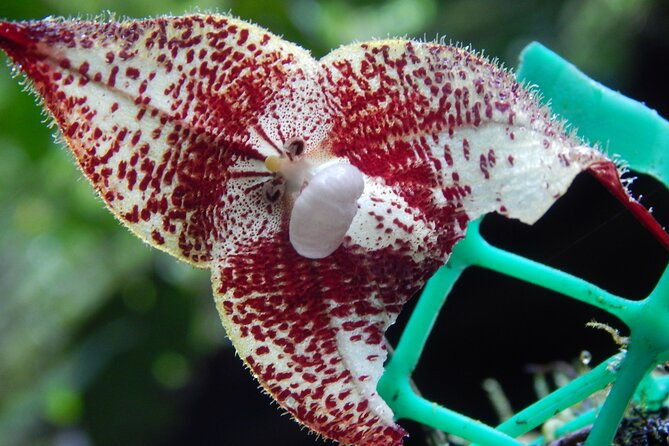 full-day-private-tour-of-mindo-cloud-forest