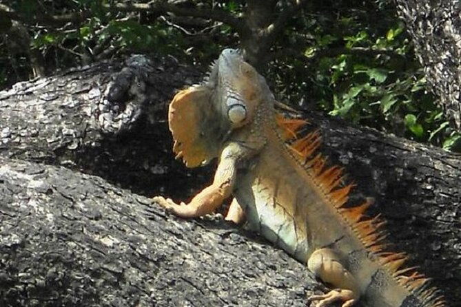 full-day-private-tour-of-palo-verde-national-park