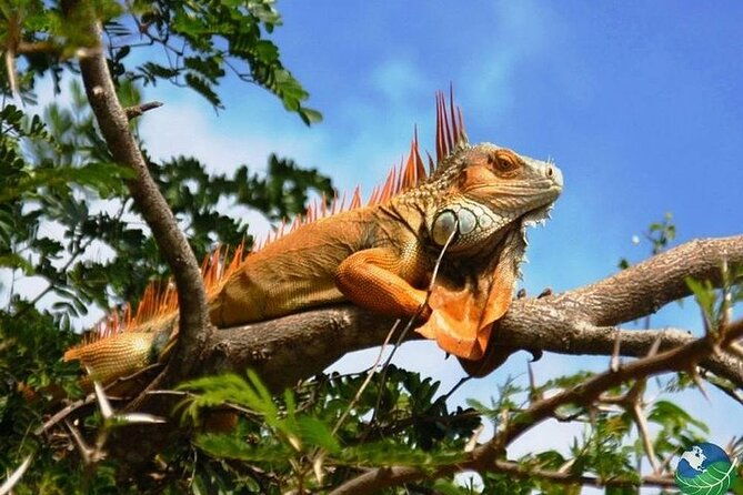 full-day-private-tour-of-palo-verde-national-park