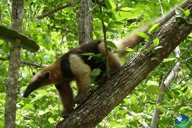 full-day-private-tour-of-palo-verde-national-park