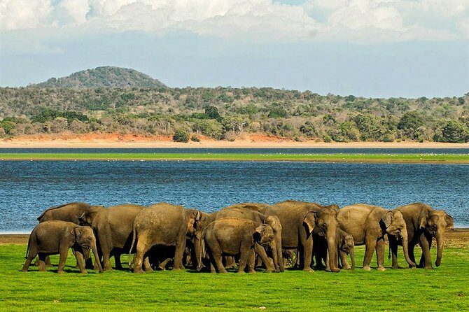 Full-Day Private Tour of Sigiriya and Minneriya National Park - Key Points