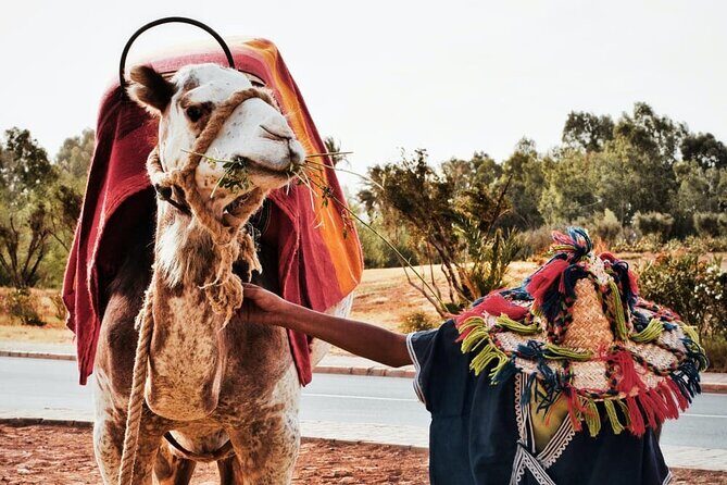 full day private tour of tangier from the cruise ship pick up - What You’ll Love About This Tour