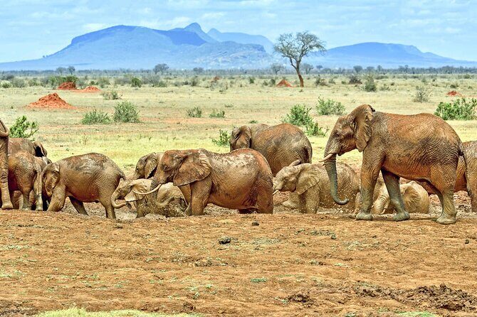 Full Day Private Tour of Tsavo East National Park from Mombasa - An Overview of the Tsavo East National Park Day Trip