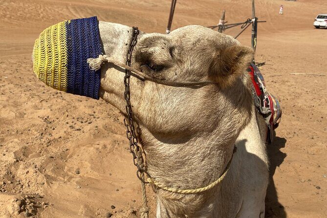 Full-Day Private Tour of Wahiba Sands Desert and Wadi Bani Khalid - Additional Info: Flexibility and Considerations