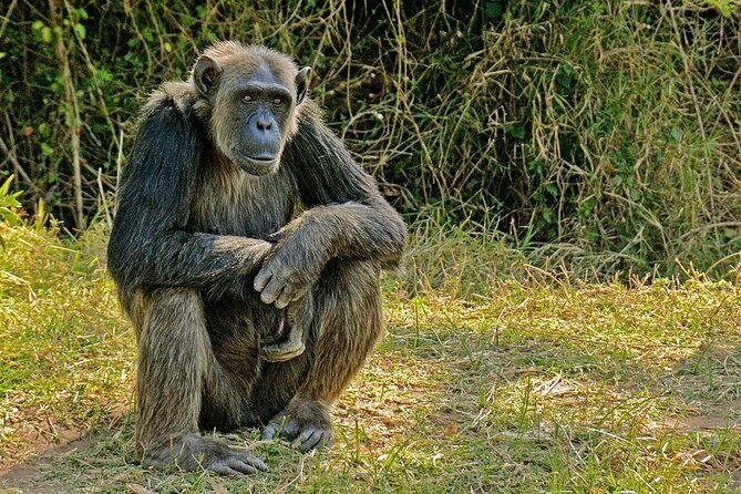 Full Day Private Tour Ol Pejeta Conservancy from Nairobi - Final Thoughts