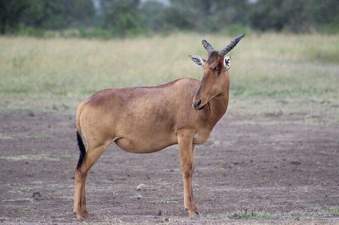 Full Day Private Tour Ol Pejeta Conservancy from Nairobi - FAQs