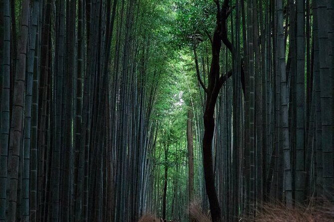 full-day-private-tour-to-discover-the-best-of-tokyo