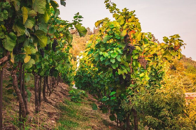 full-day-private-tour-to-kutna-hora-with-wine-tasting