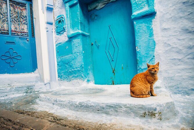 Full Day Private Trip to Chefchaouen the Blue City from Tangier - The Cultural Highlights