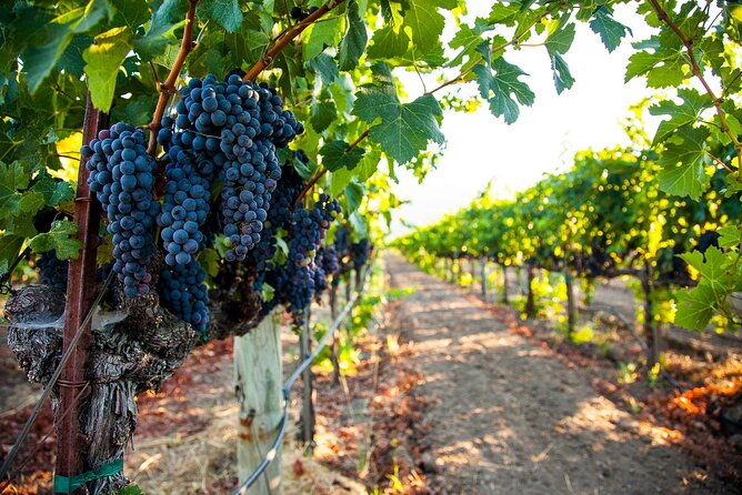 full-day-private-virginia-wine-tour-experience-from-washington