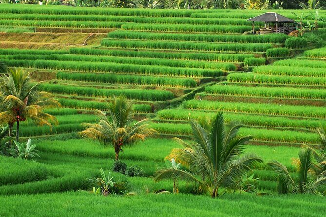 Full Day Private Water Temples Tour in Bali - The Itinerary: A Day of Spirituality and Scenic Beauty