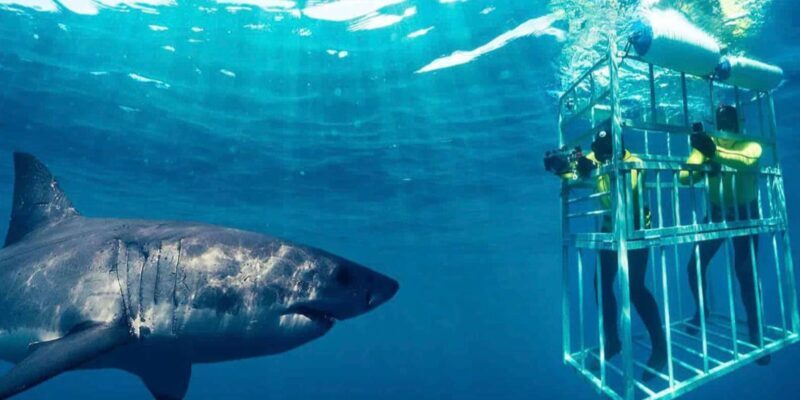 Full Day Private Whale Watching, Penguin, & Cage Diving Tour - What’s the Tour All About?