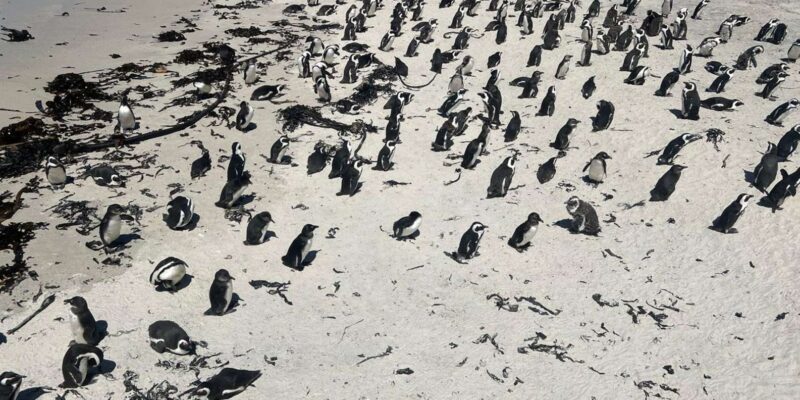 Full Day Private Whale Watching, Penguin, & Cage Diving Tour - What We Loved About the Tour