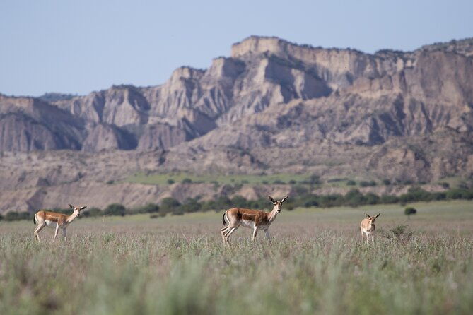 full-day-private-wilderness-tour-in-vashlovani-national-park-2