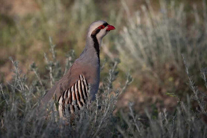 Full-day Private Wilderness tour in Vashlovani National Park - Who Will Love This Tour?