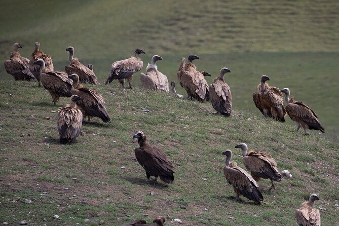 full-day-private-wilderness-tour-in-vashlovani-national-park