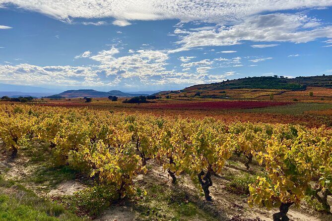Full-Day Private Wine Tasting Tour in La Rioja with lunch - Transportation & Group Size