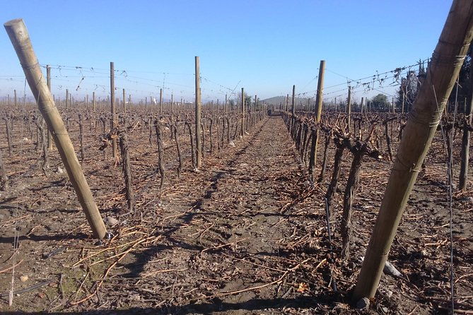 full-day-private-wine-tour-casablanca-valley-from-santiago