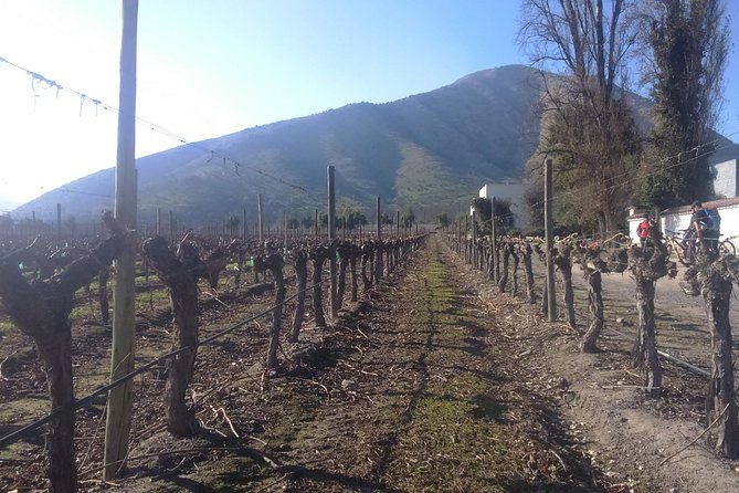 full-day-private-wine-tour-casablanca-valley-from-santiago