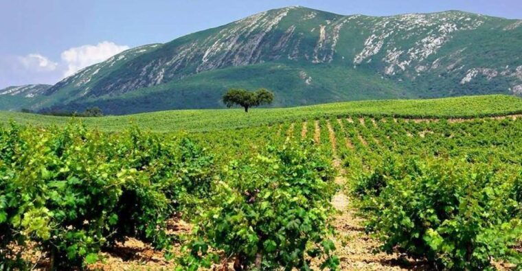 full-day-private-wine-tour-in-arrabida-2