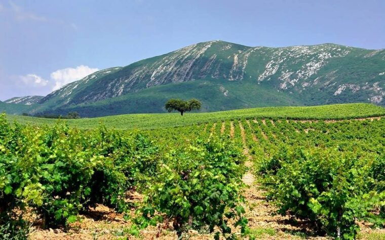 full-day-private-wine-tour-in-arrabida-2