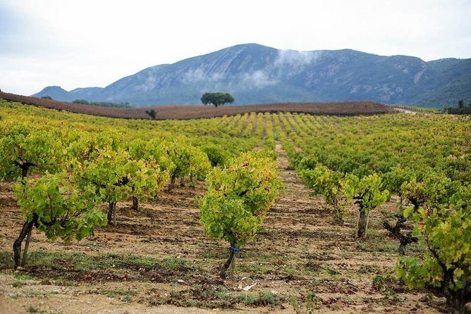 full-day-private-wine-tour-in-arrabida