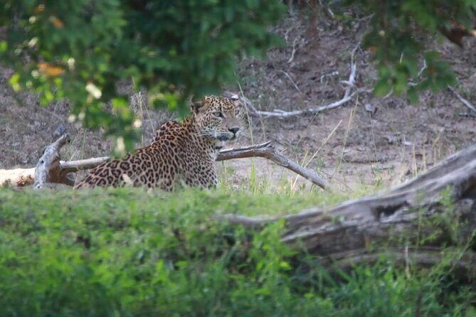 Full Day Private Yala Safari Trip with Lunch - Introduction