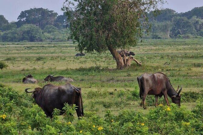 Full Day Private Yala Safari Trip with Lunch - FAQ
