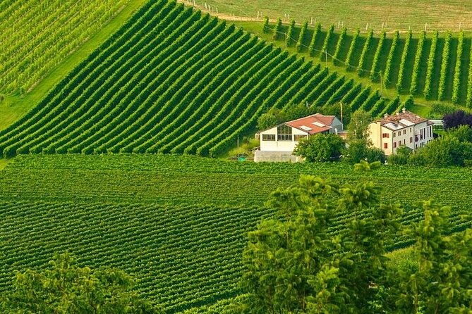 full-day-prosecco-tasting-3-wineries-from-venice-or-treviso