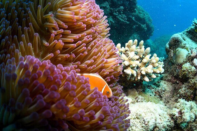 Full Day Reef Cruise and 10 Minute Helicopter Scenic Flight - Potential Drawbacks and Considerations