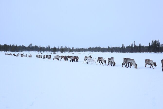 Full-Day Reindeer Tour with Pickup in Kiruna - An In-Depth Look at the Reindeer Tour Experience