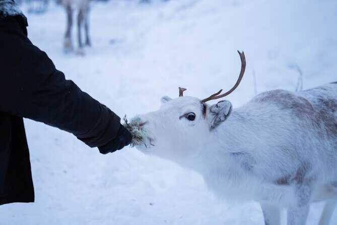 Full-Day Reindeer Tour with Pickup in Kiruna - Final Thoughts