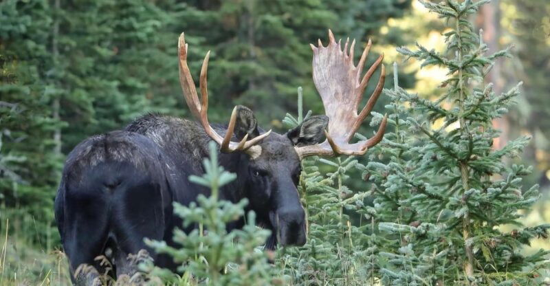 full-day-rmnp-over-the-top-tour-rmnphotographer